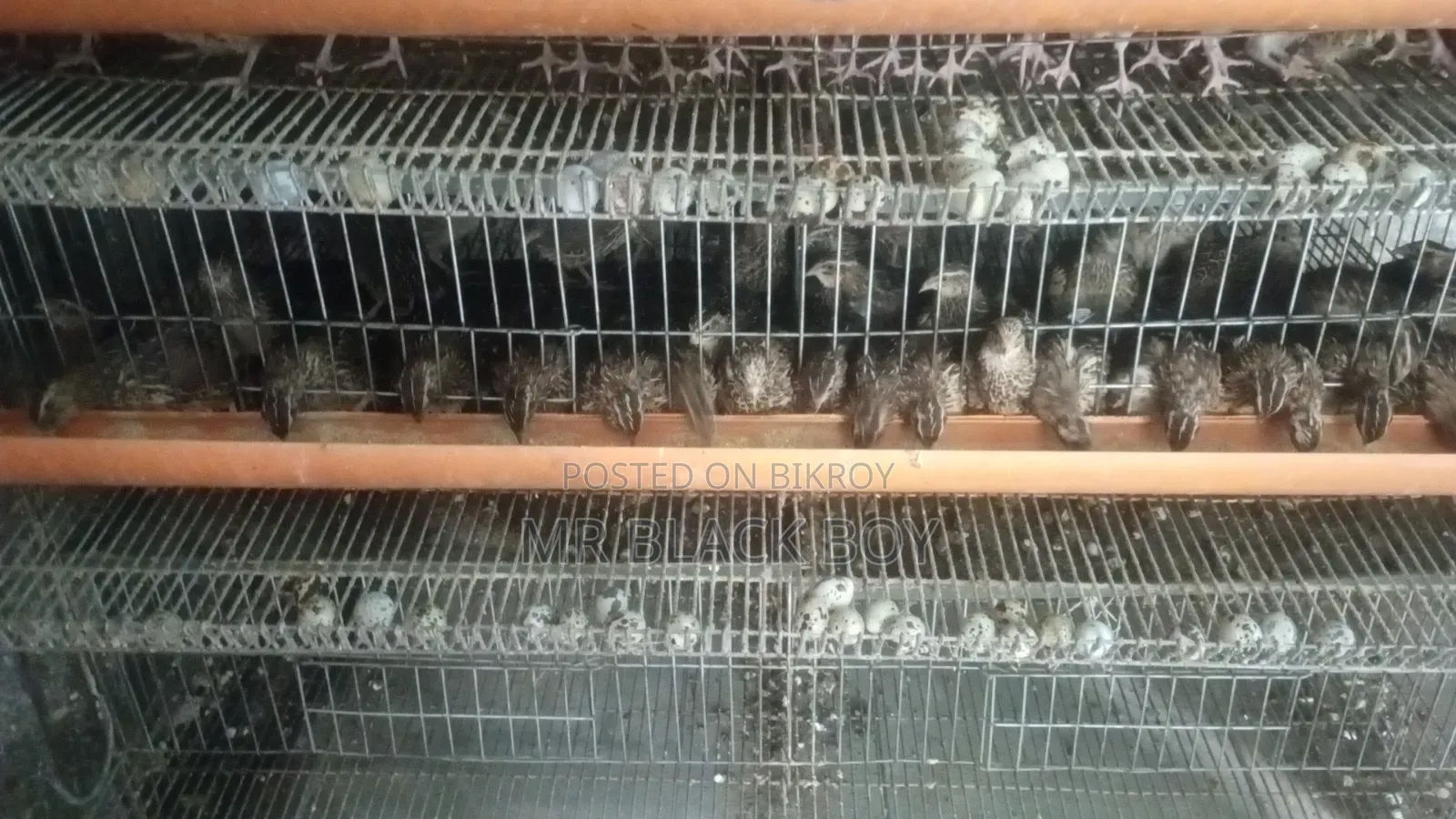 Quail Bird Cage
