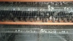 Quail Bird Cage