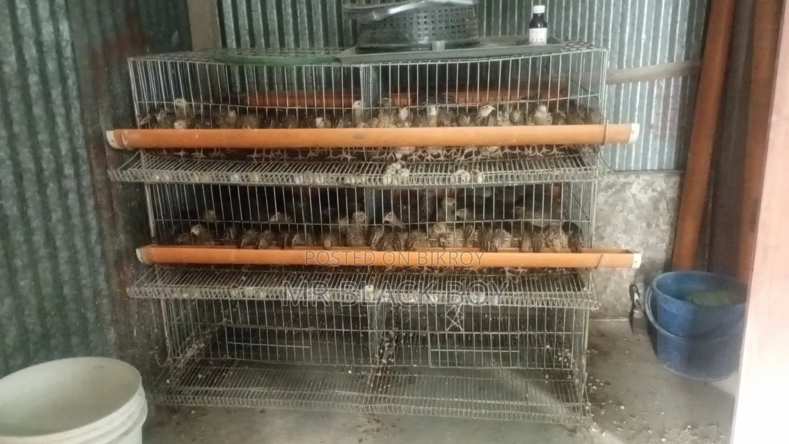 Quail Bird Cage