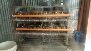 Quail Bird Cage