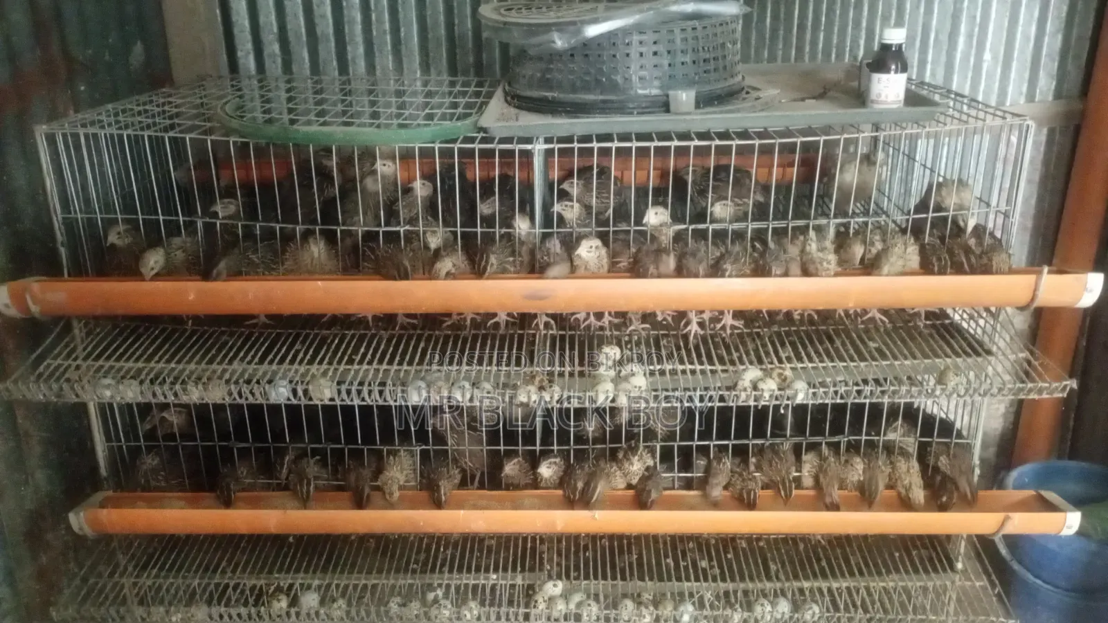 Quail Bird Cage