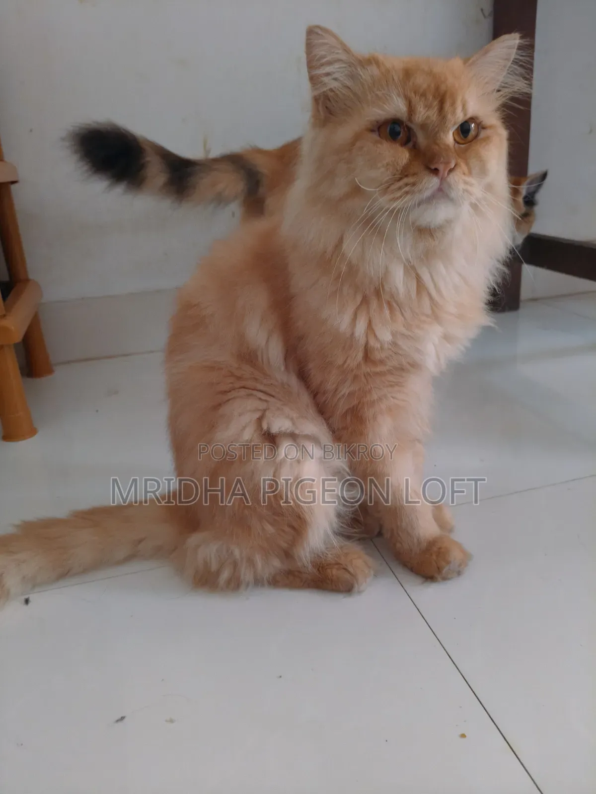 1+ Year Male Purebred Persian