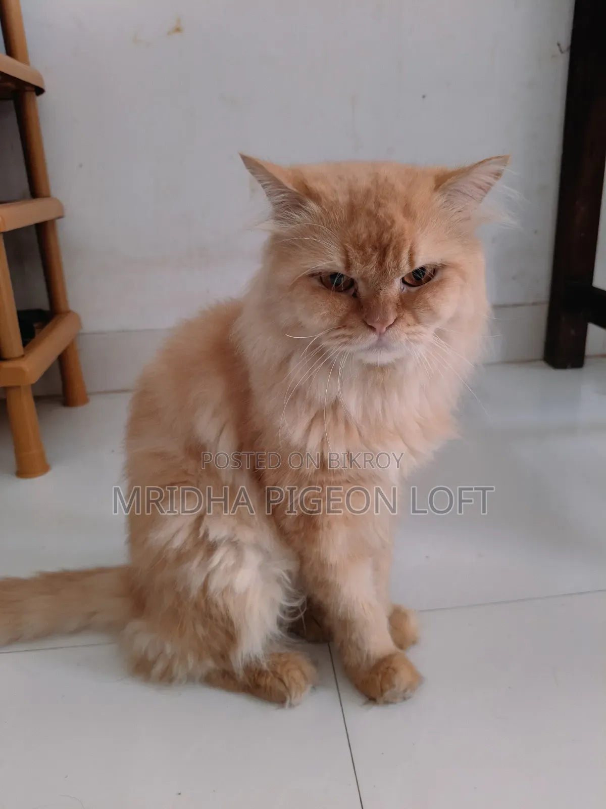 1+ Year Male Purebred Persian