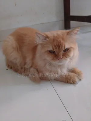 1+ Year Male Purebred Persian