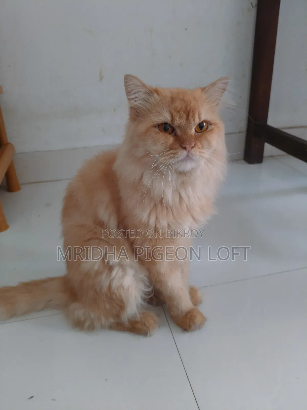 1+ Year Male Purebred Persian