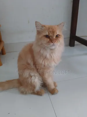 1+ Year Male Purebred Persian