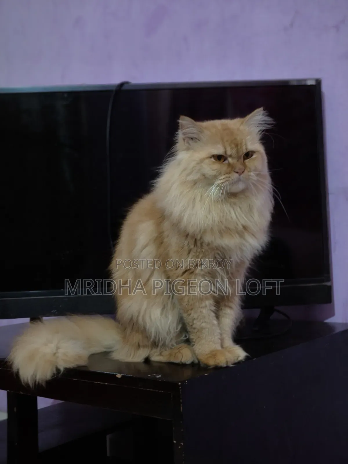 1+ Year Male Purebred Persian