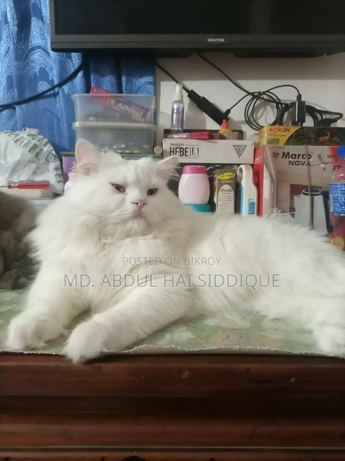 1+ year Male Purebred Persian