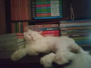 1+ year Male Purebred Persian