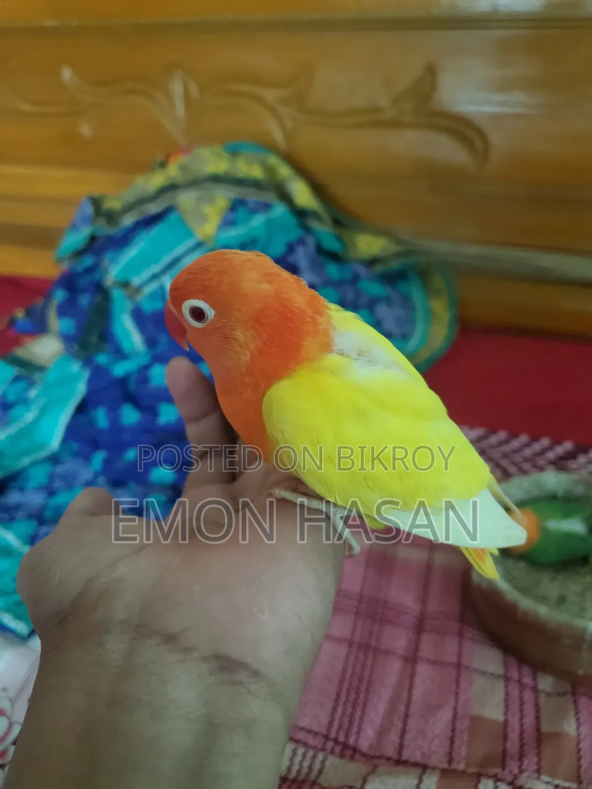 লুটিনো অপলাইন লাভবার্ড