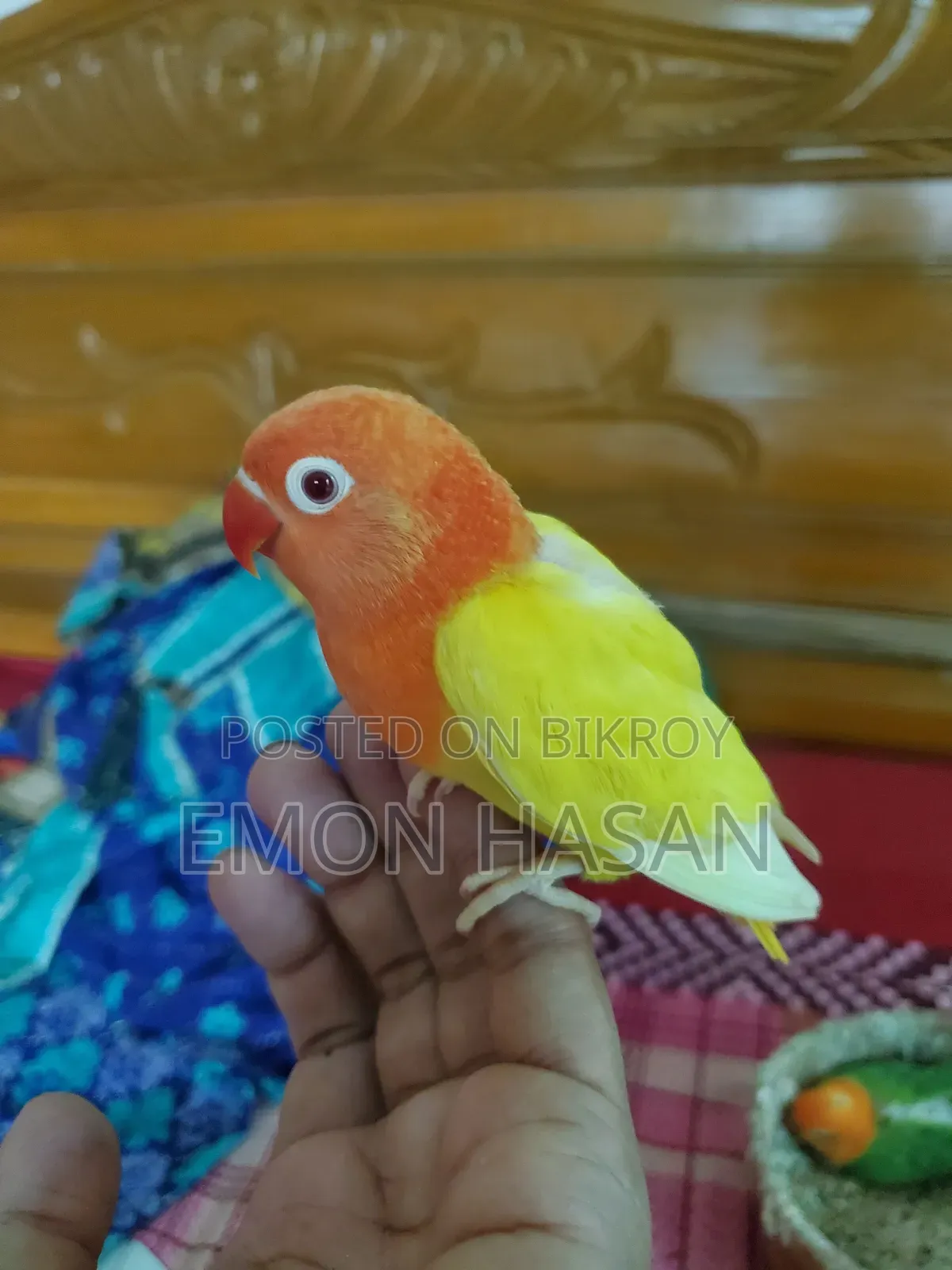 লুটিনো অপলাইন লাভবার্ড