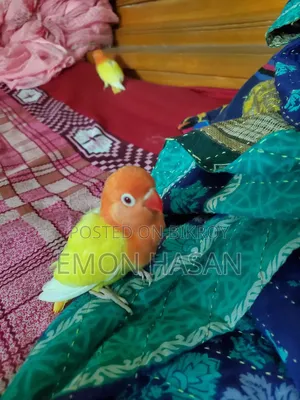 লুটিনো অপলাইন লাভবার্ড