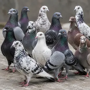 দেশি কবুতর বিক্রি হবে। 200 টাকা