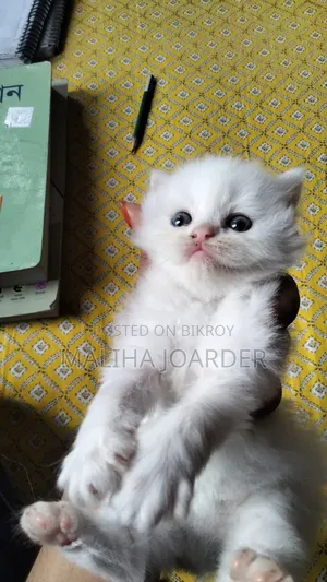 0-1 month Male Purebred Persian