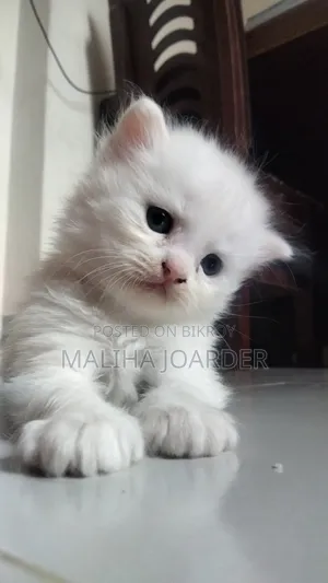 0-1 Month Male Purebred Persian