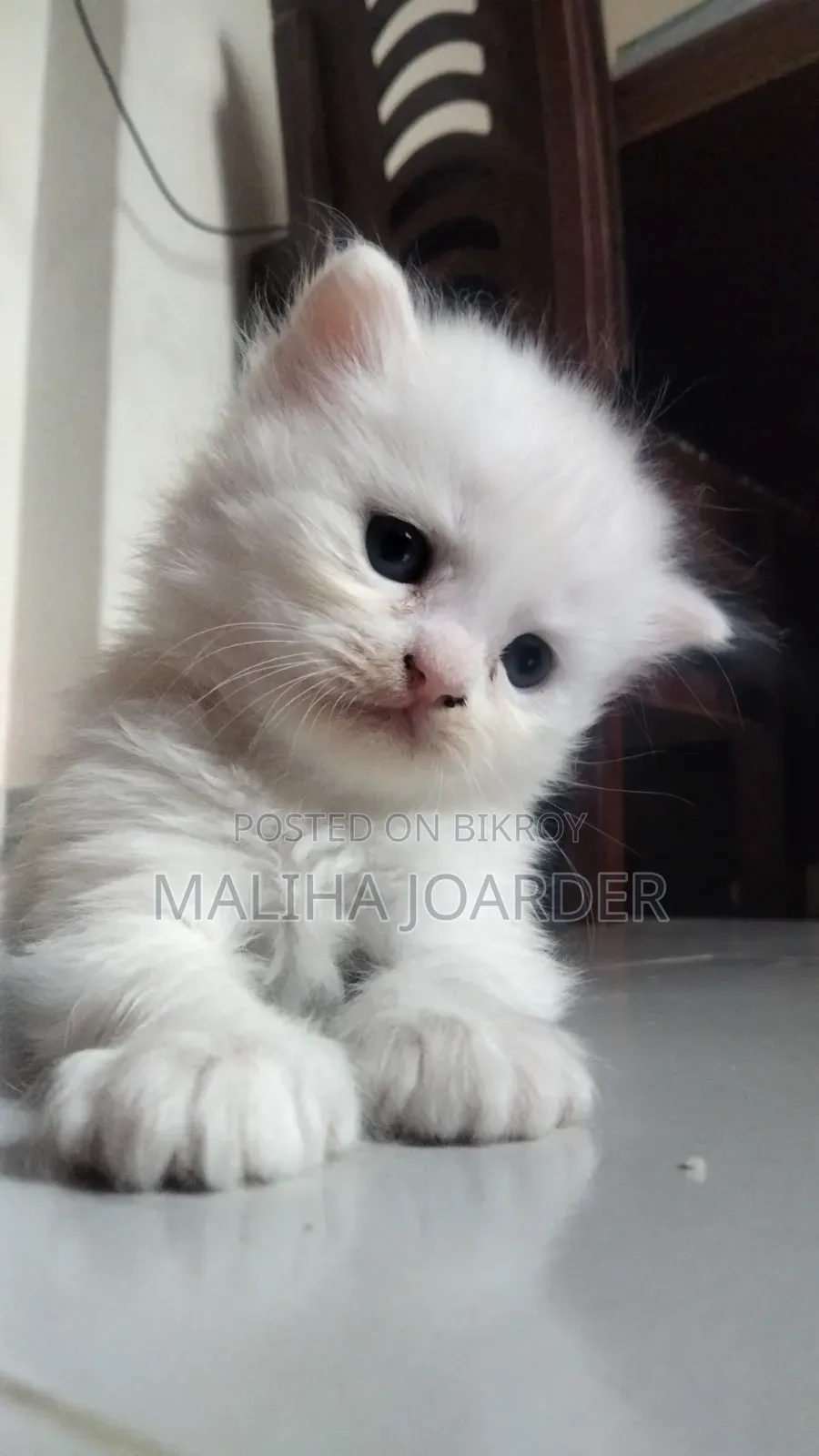 0-1 Month Male Purebred Persian