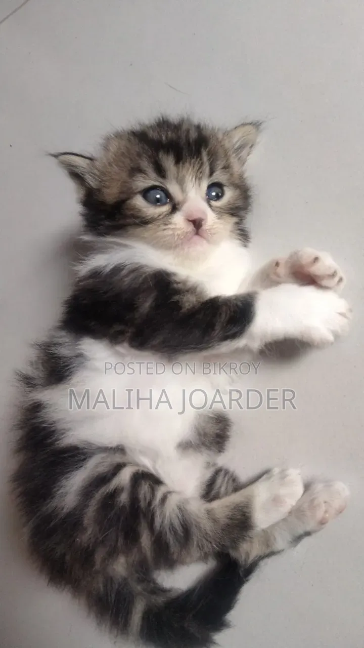 0-1 Month Male Purebred Persian