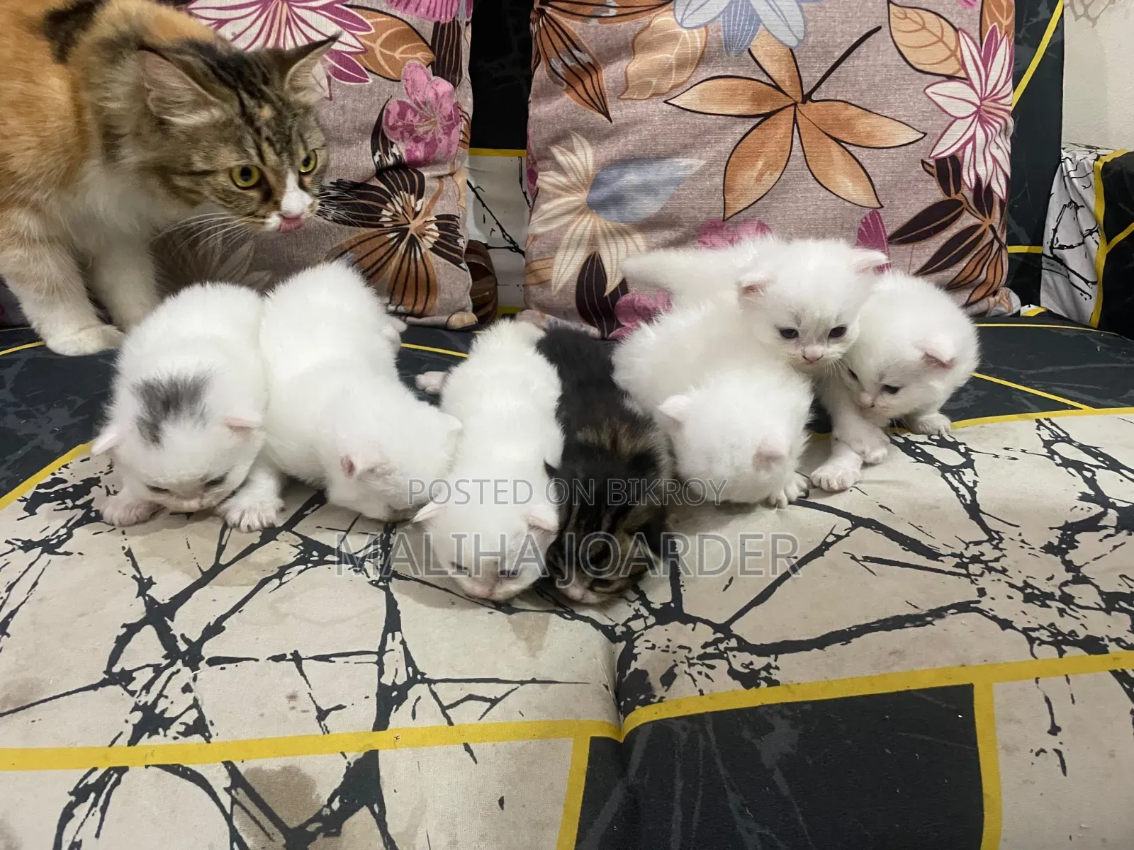 0-1 Month Male Purebred Persian
