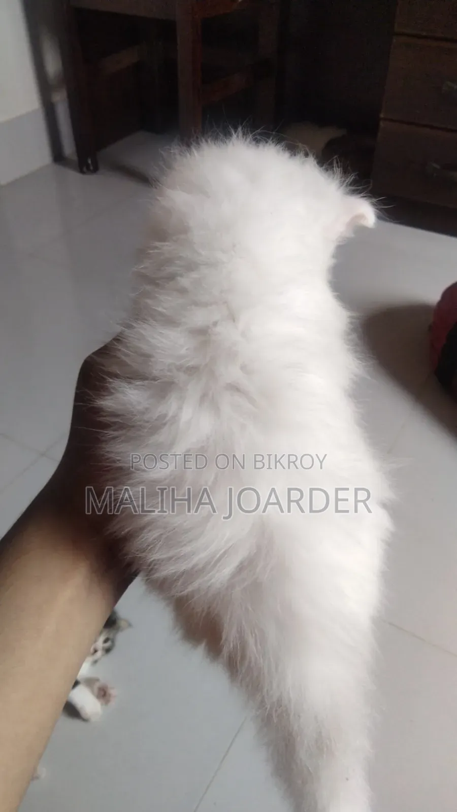 0-1 Month Male Purebred Persian