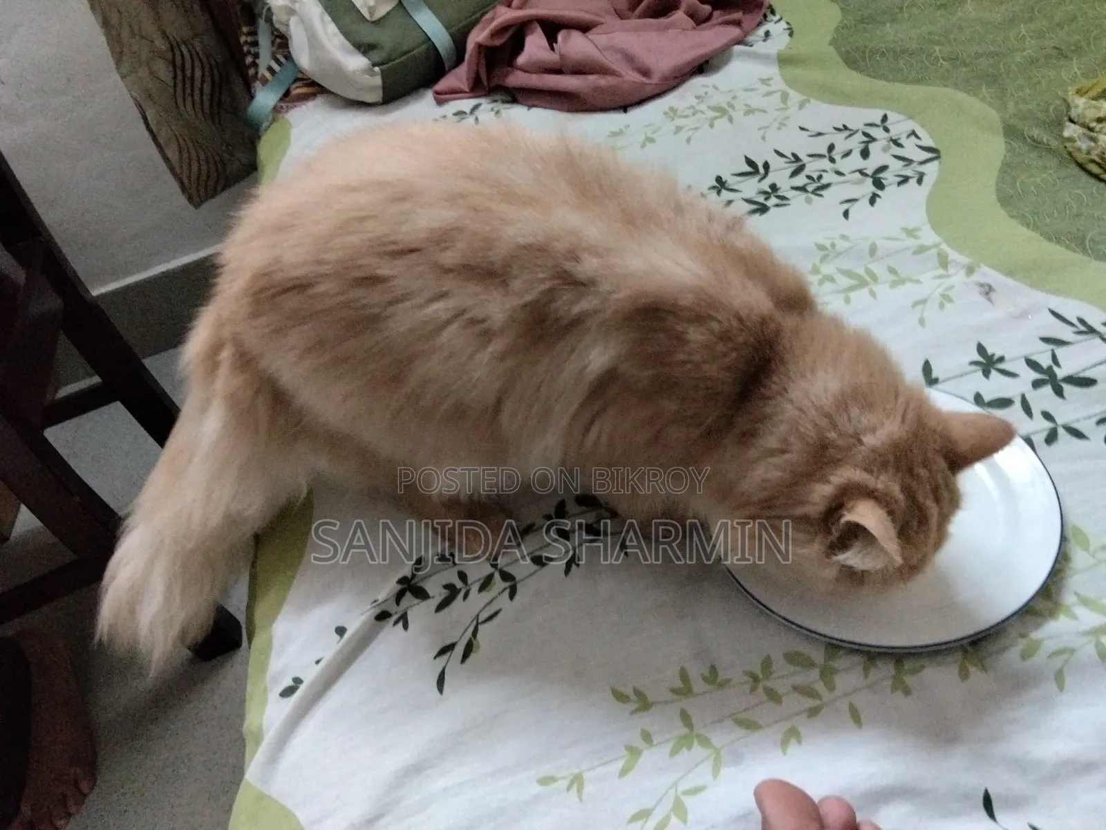 ৩-৬ মাস বয়সী পুরুষ বিশুদ্ধ পার্সিয়ান বিড়াল