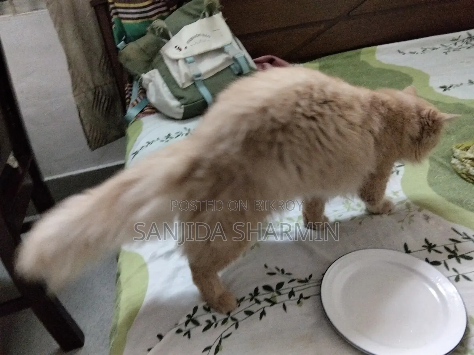 ৩-৬ মাস বয়সী পুরুষ বিশুদ্ধ পার্সিয়ান বিড়াল