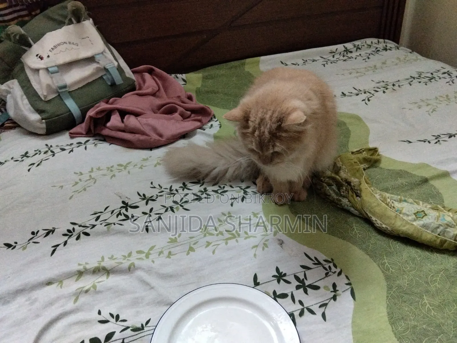 ৩-৬ মাস বয়সী পুরুষ বিশুদ্ধ পার্সিয়ান বিড়াল
