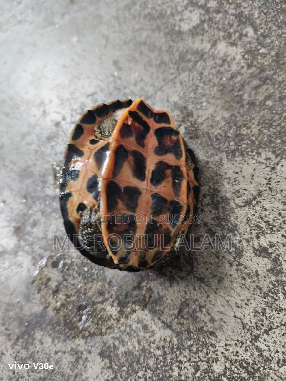 Turtle/Kasim