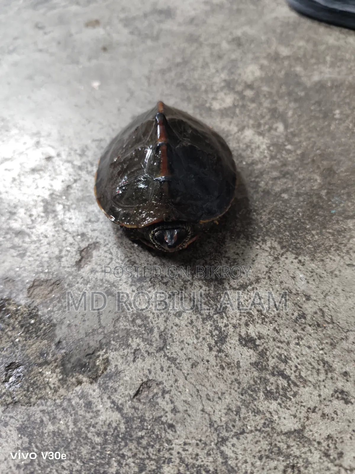 Turtle/Kasim