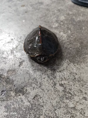 Turtle/Kasim