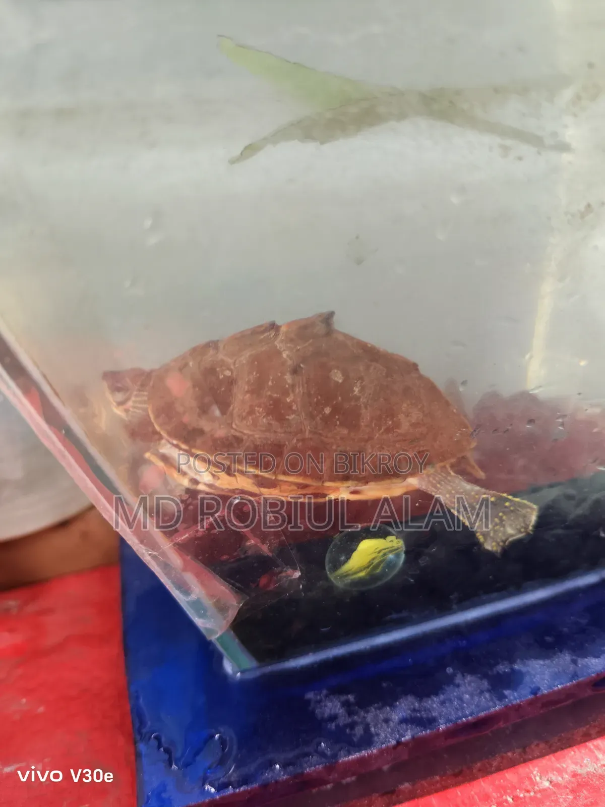 Turtle/Kasim