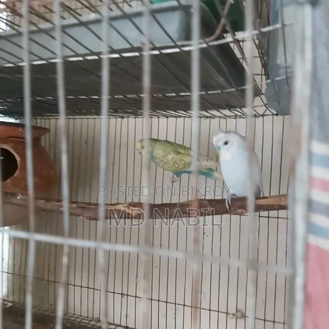 বাজরিগার মেল জেপি ব্লাডলাইন