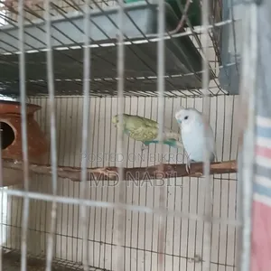 বাজরিগার মেল জেপি ব্লাডলাইন