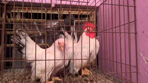 জাপানিজ ব্যান্টাম মুরগি