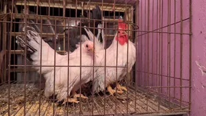 জাপানিজ ব্যান্টাম মুরগি