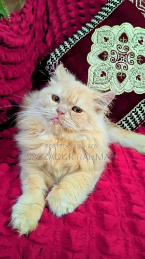 3-6 months Female Purebred Persian
