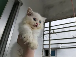 ১-৩ মাস বয়সী ফিমেল পিওরব্রেড পার্সিয়ান