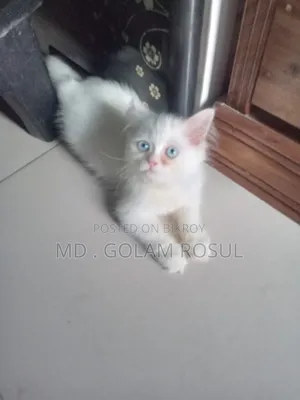 ১-৩ মাস বয়সী ফিমেল পিওরব্রেড পার্সিয়ান