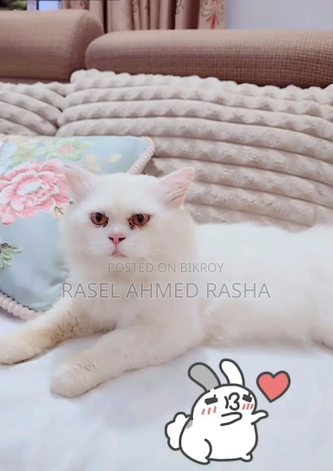 1+ Year Male Purebred Persian