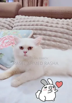 1+ Year Male Purebred Persian