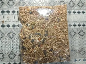 Bird Food