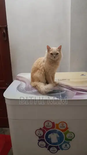 6-12 Months Male Purebred Persian