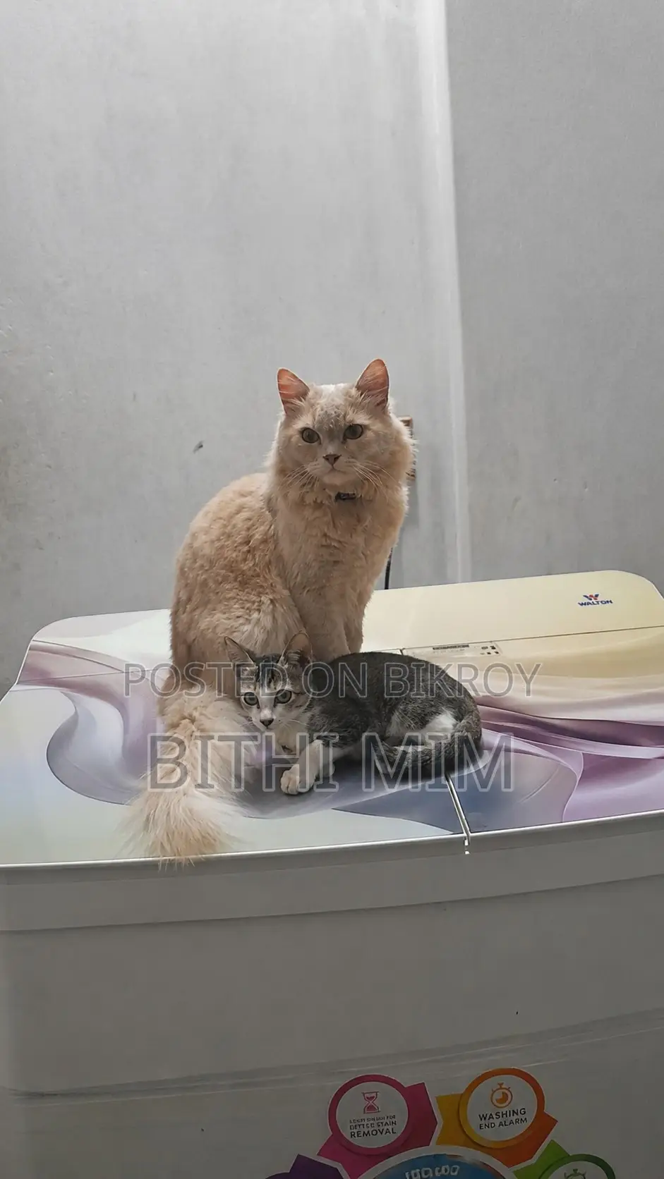 6-12 Months Male Purebred Persian