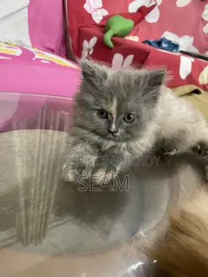 1-3 Months Female Purebred Persian