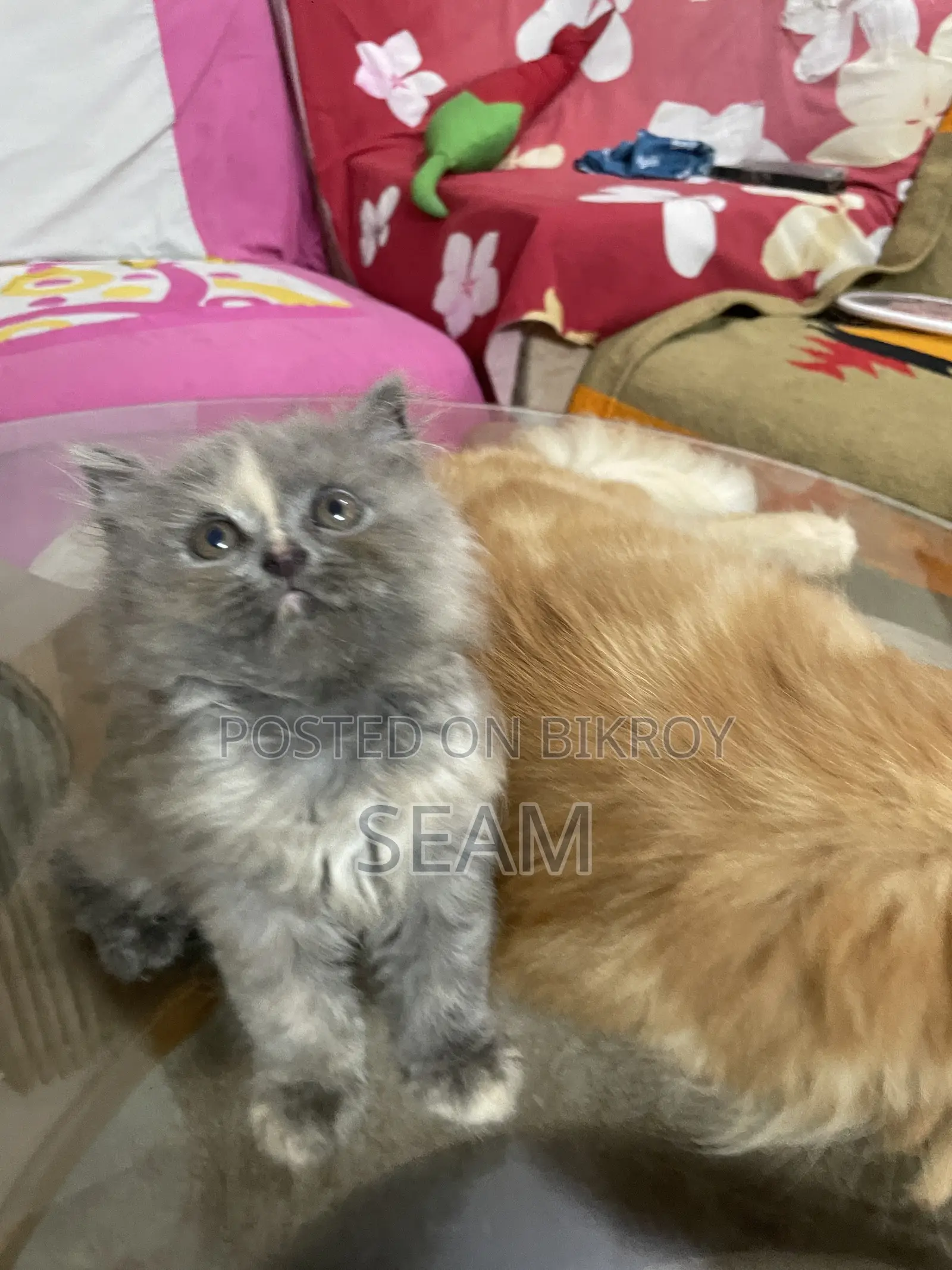 1-3 Months Female Purebred Persian