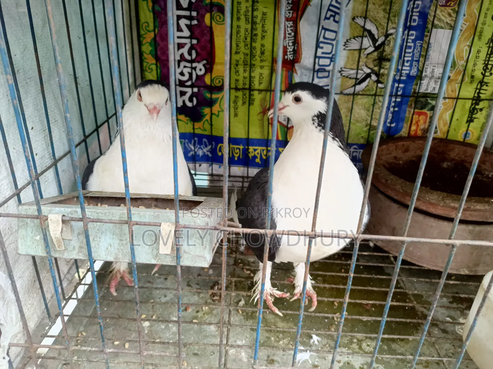 A pair of black Siraji for sale