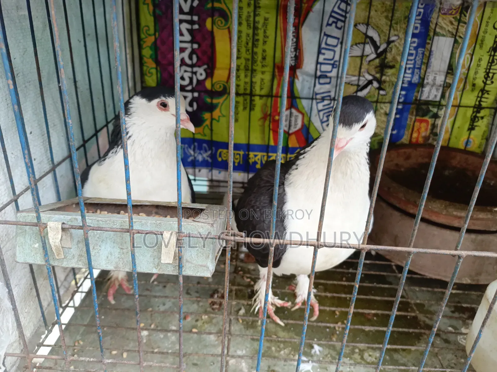 A pair of black Siraji for sale