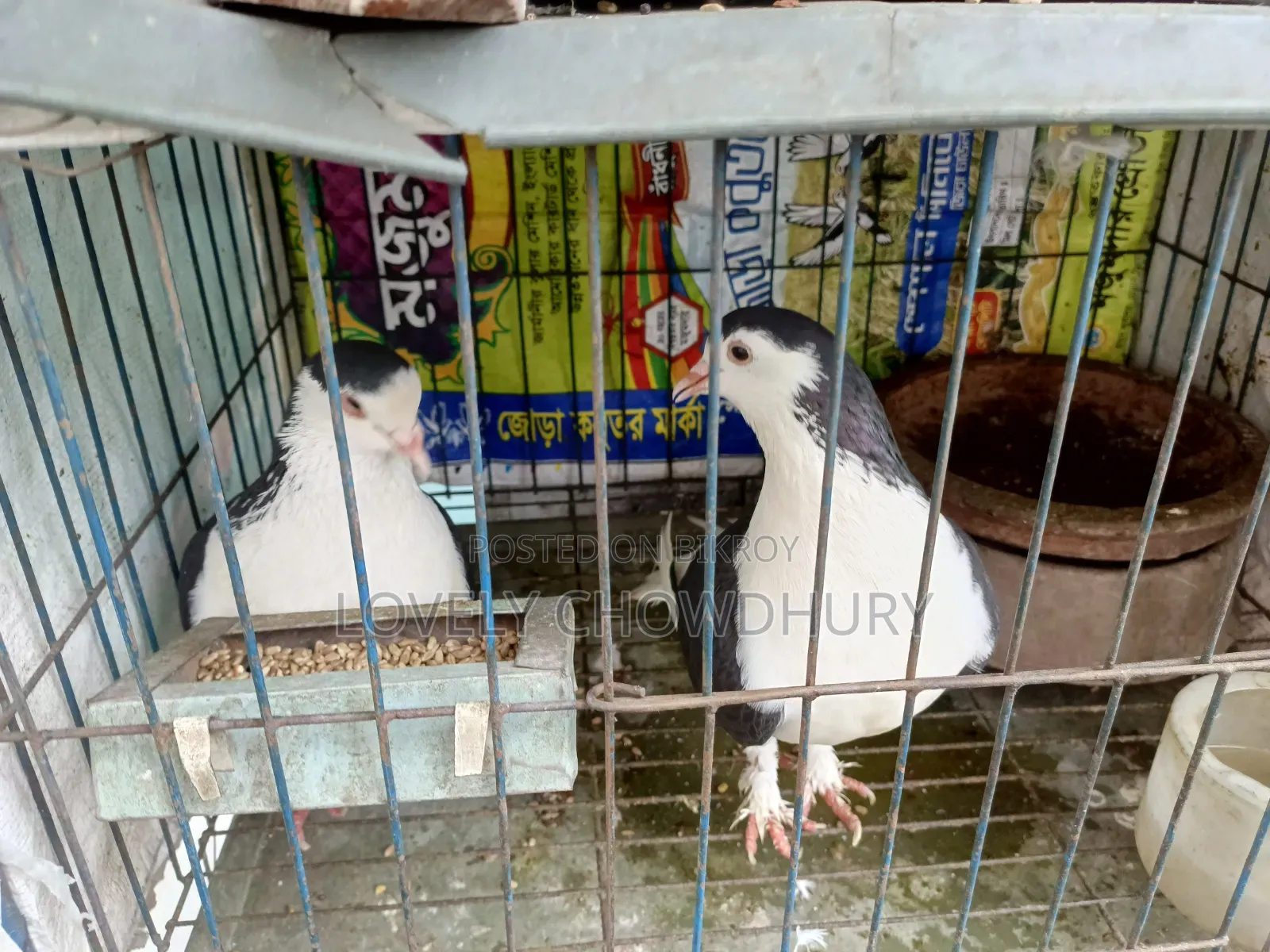 A pair of black Siraji for sale