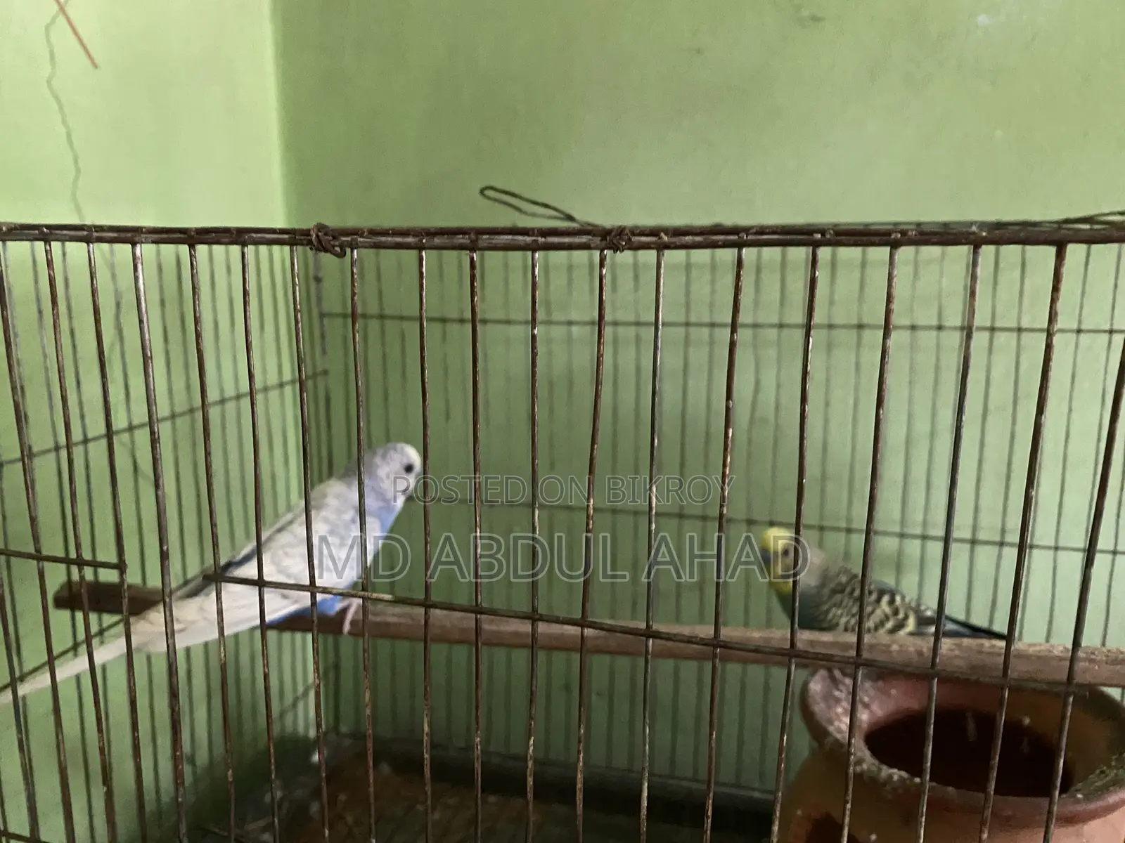 বাজরিকা পাখি , ছেলে + মেয়ে
