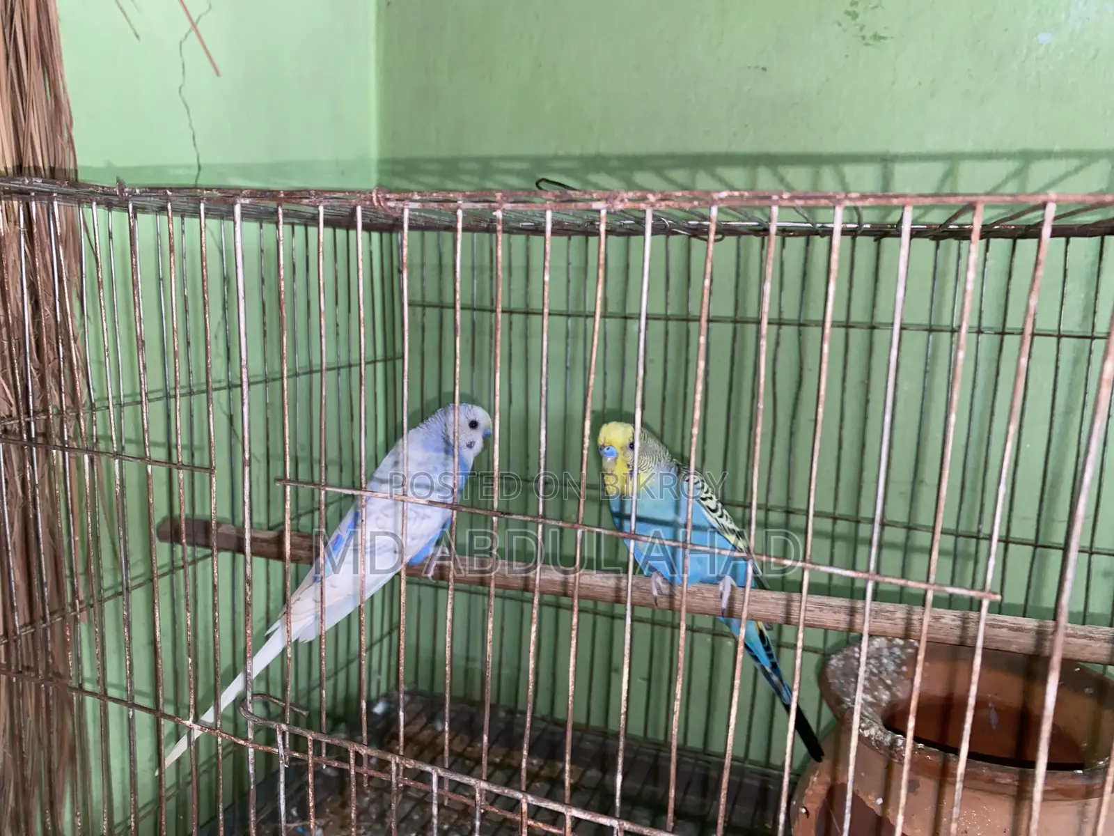 বাজরিকা পাখি , ছেলে + মেয়ে
