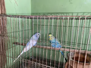 বাজরিকা পাখি , ছেলে + মেয়ে